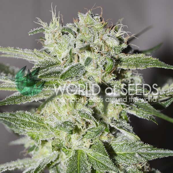 World Of Seeds - Pakistan Valley (reg.)