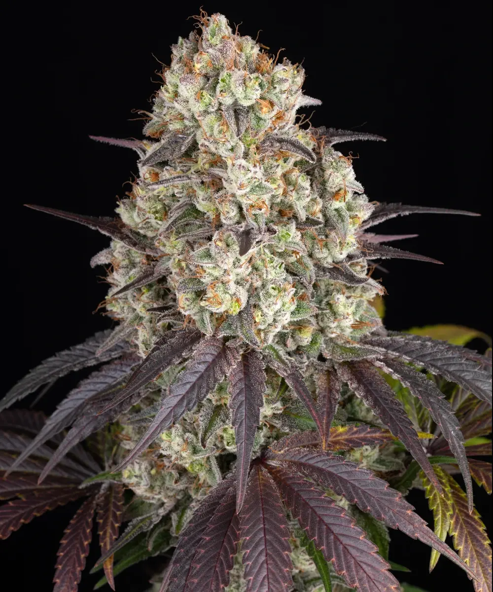 Barney's Farm - Gary Payton (fem.)