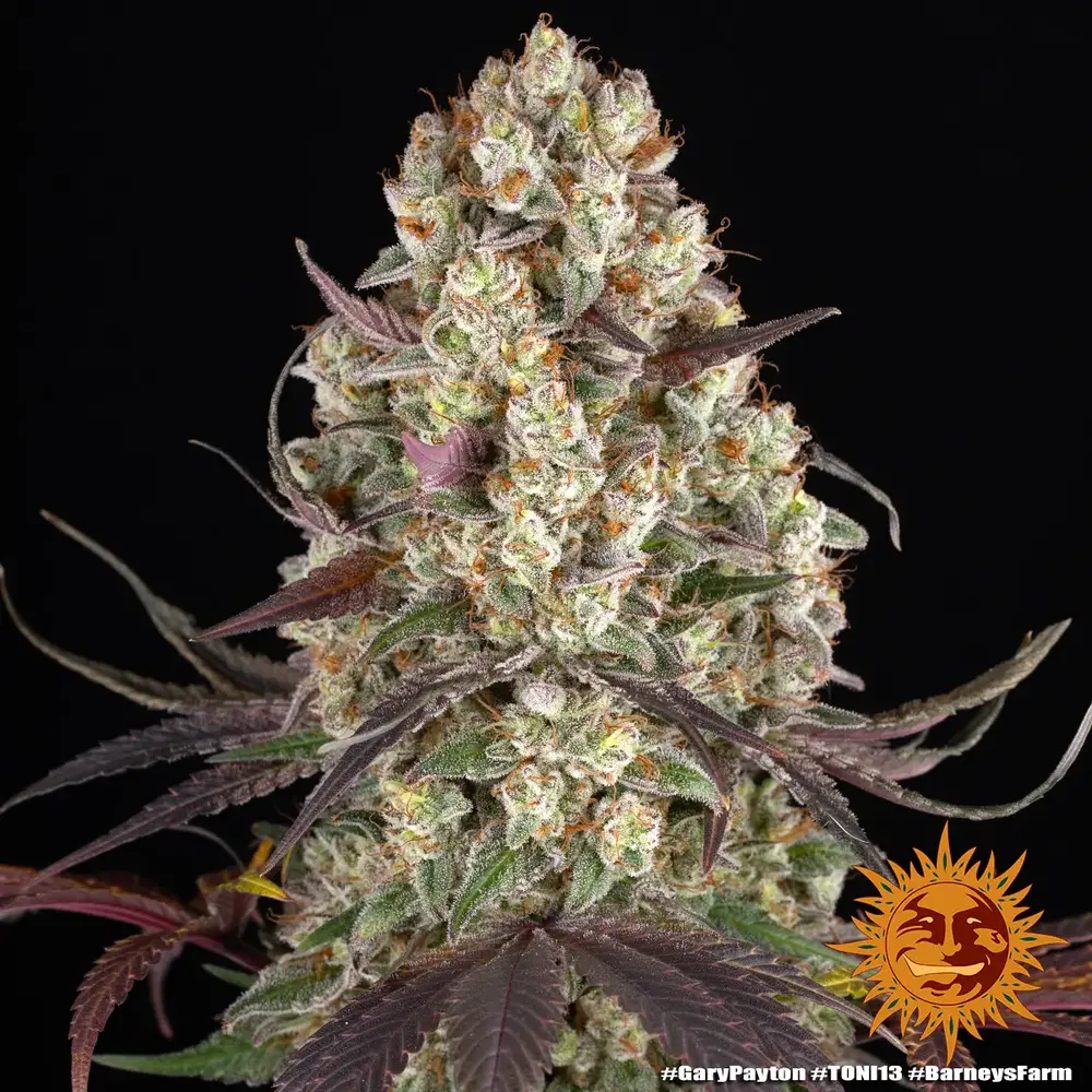 Barney's Farm - Gary Payton (fem.)