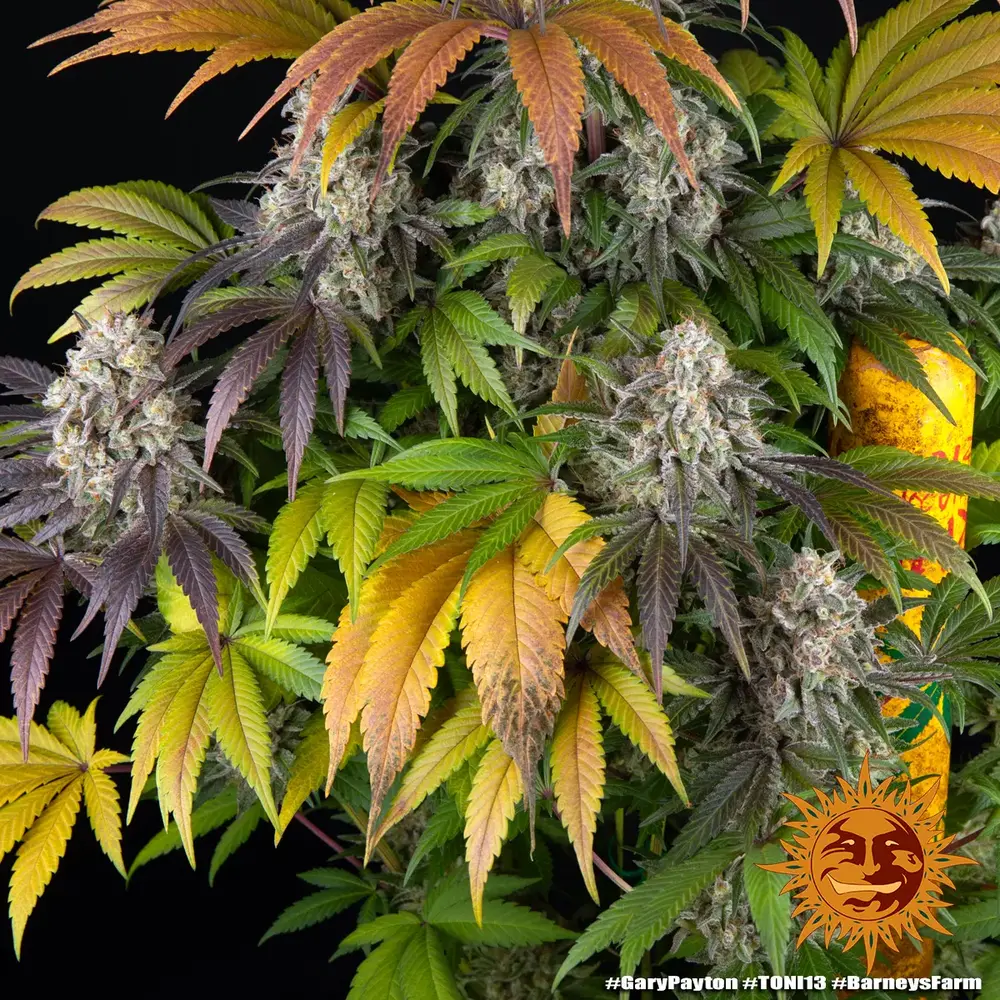 Barney's Farm - Gary Payton (fem.)