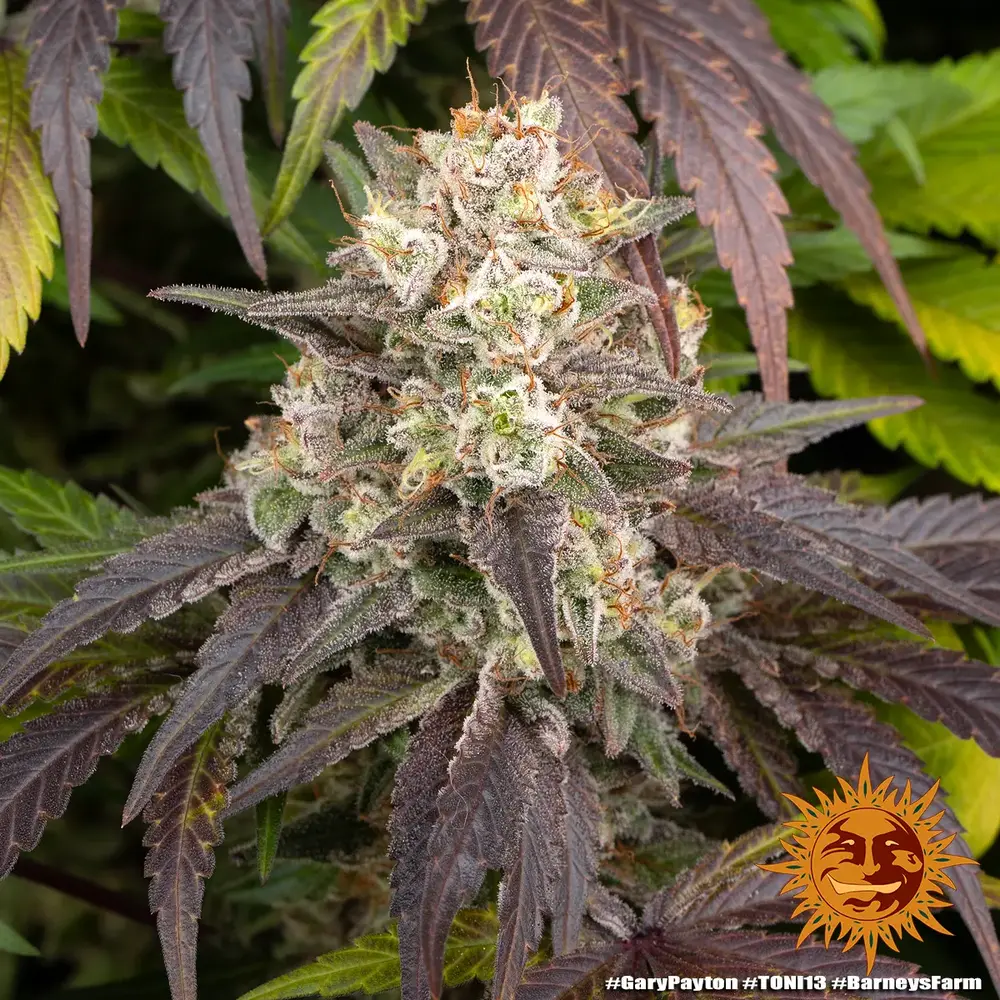 Barney's Farm - Gary Payton (fem.)