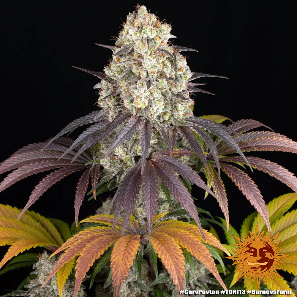 Barney's Farm - Gary Payton (fem.)