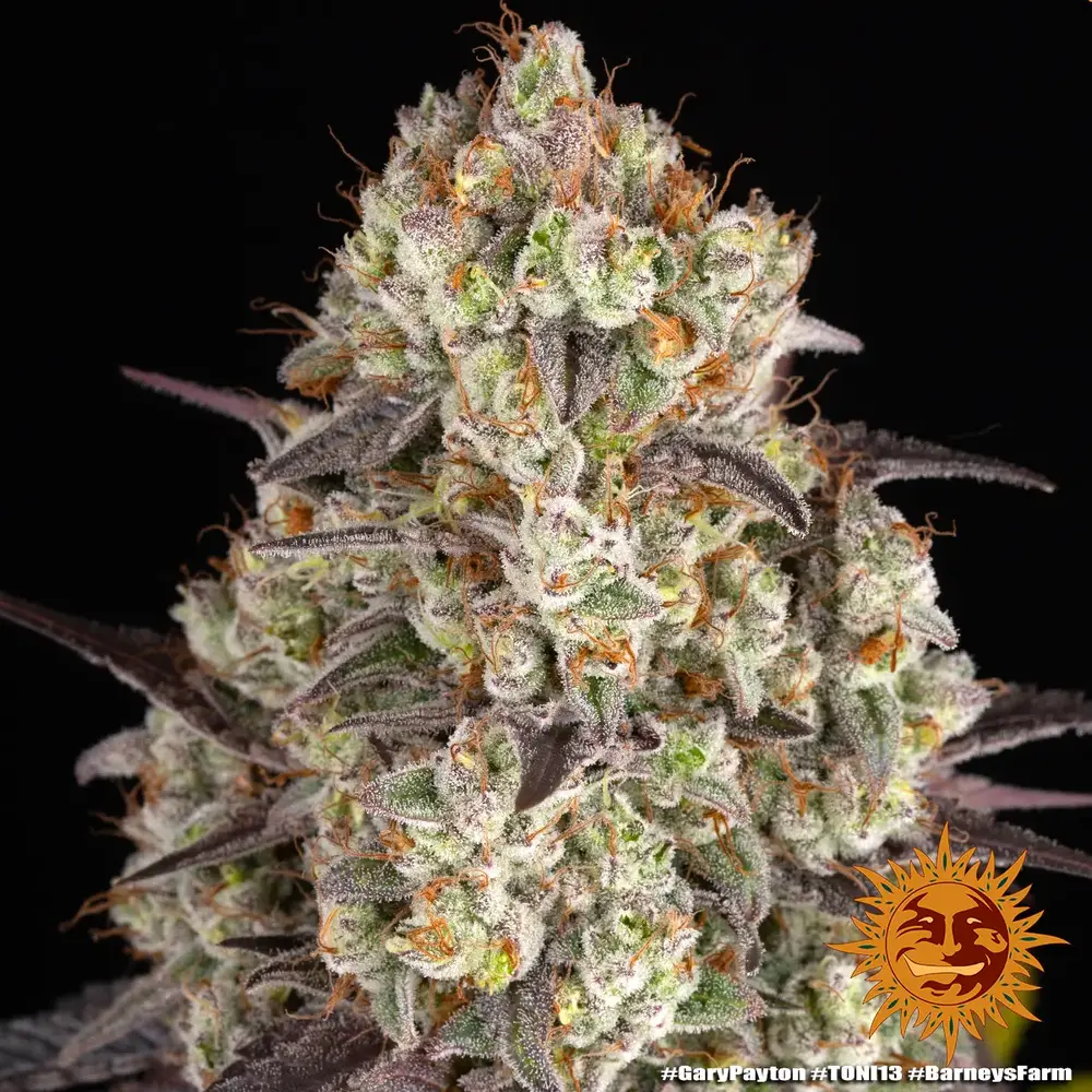 Barney's Farm - Gary Payton (fem.)
