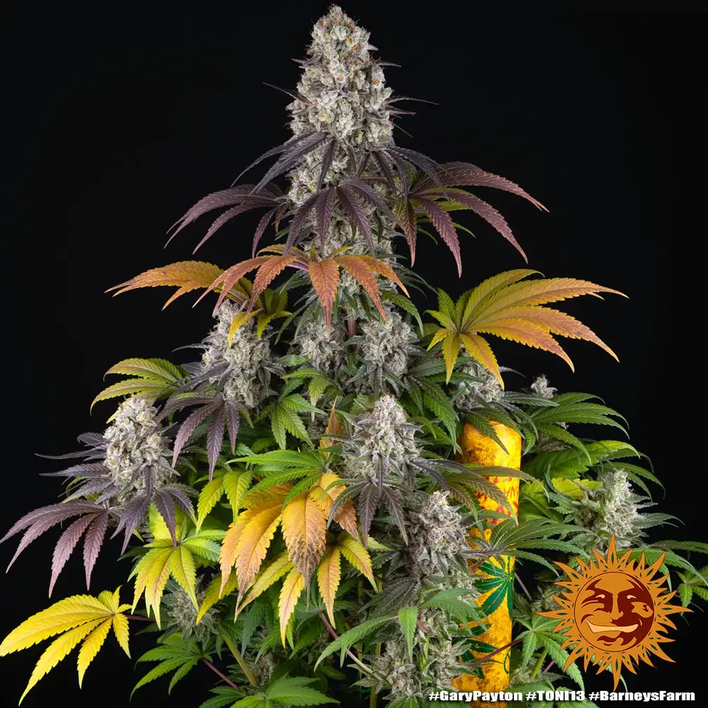 Barney's Farm - Gary Payton (fem.)