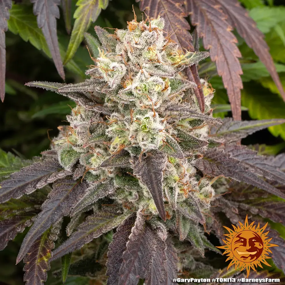 Barney's Farm - Gary Payton (fem.)