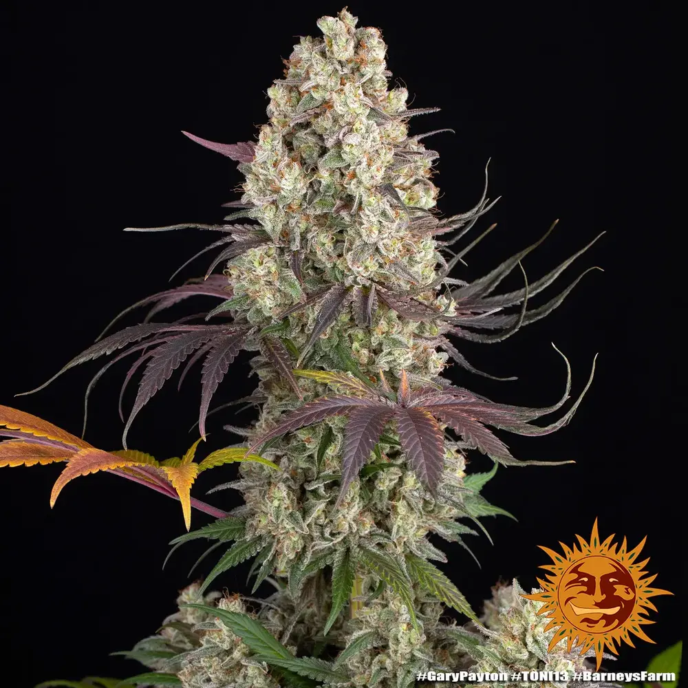 Barney's Farm - Gary Payton (fem.)