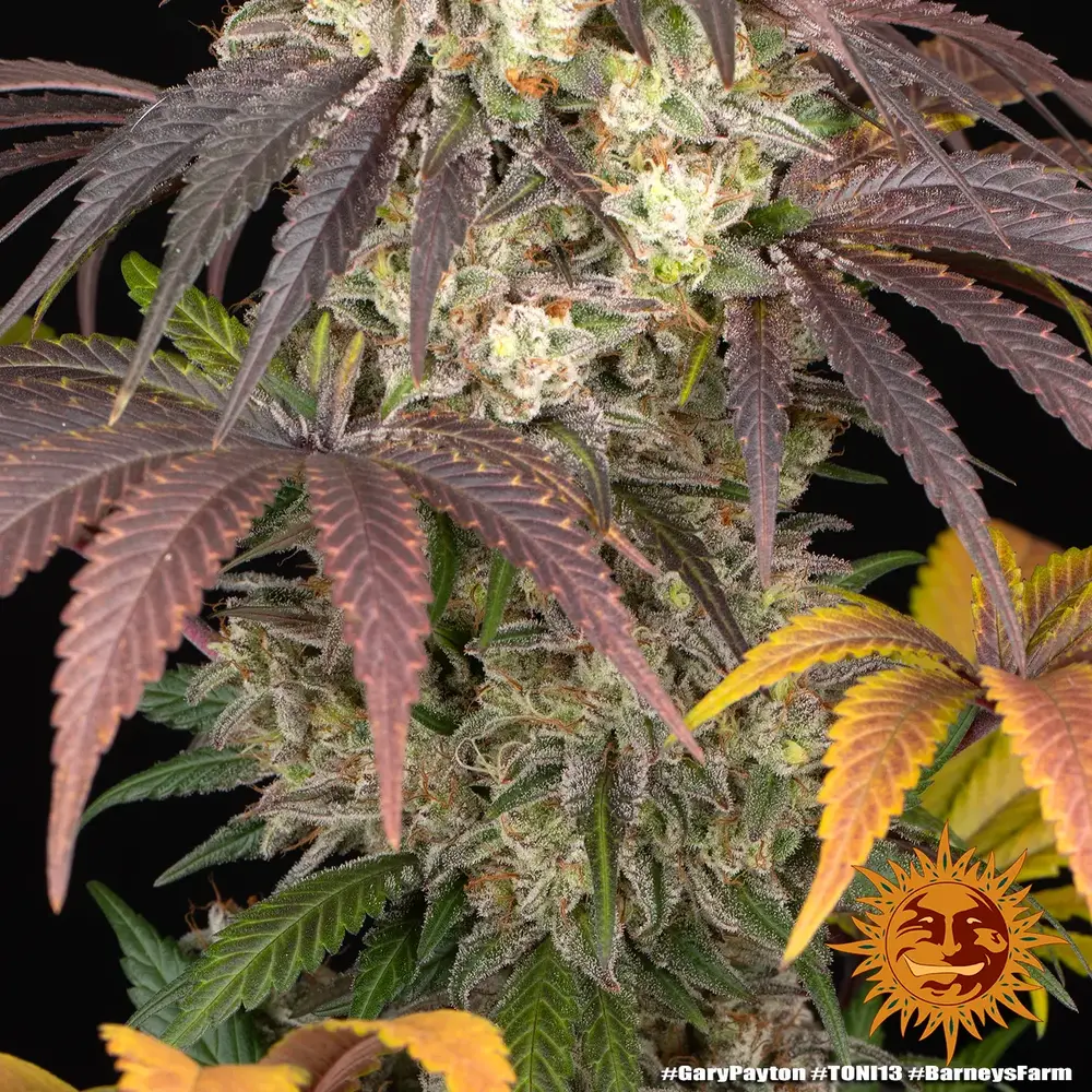 Barney's Farm - Gary Payton (fem.)