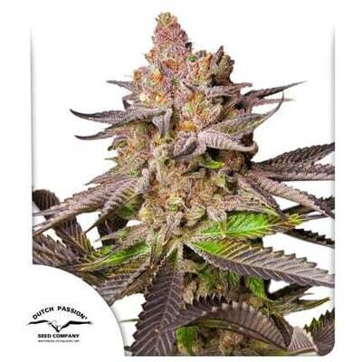 Dutch Passion - Melonade Runtz (fem.) 09506