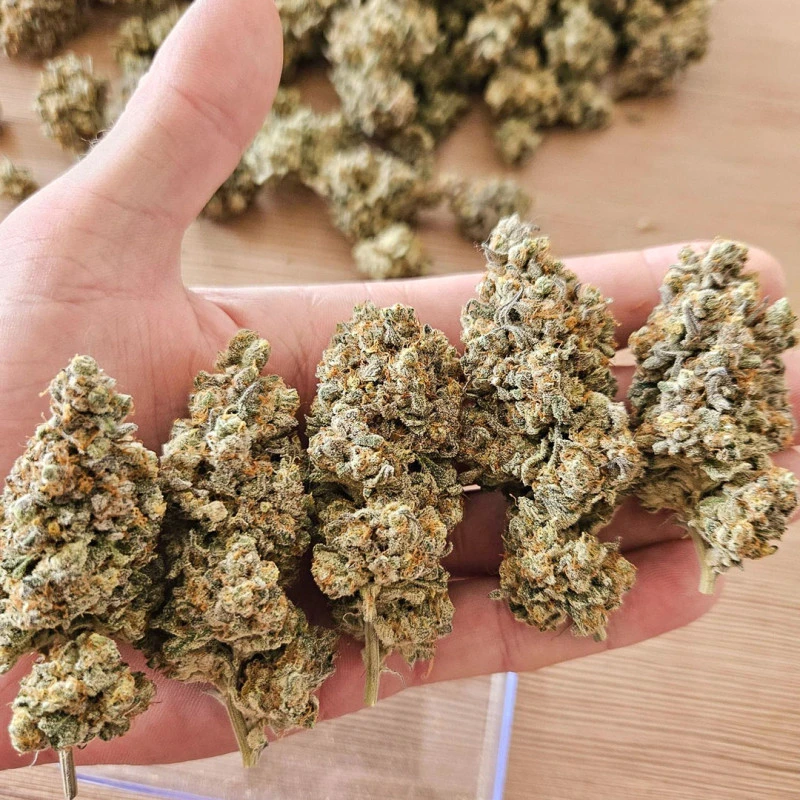 Dutch Passion - Melonade Runtz (fem.)