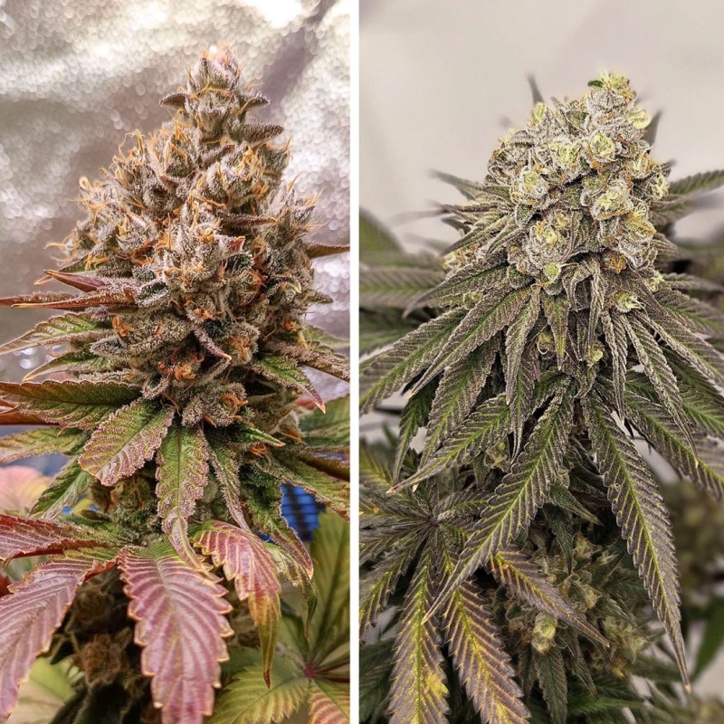 Dutch Passion - Melonade Runtz (fem.)