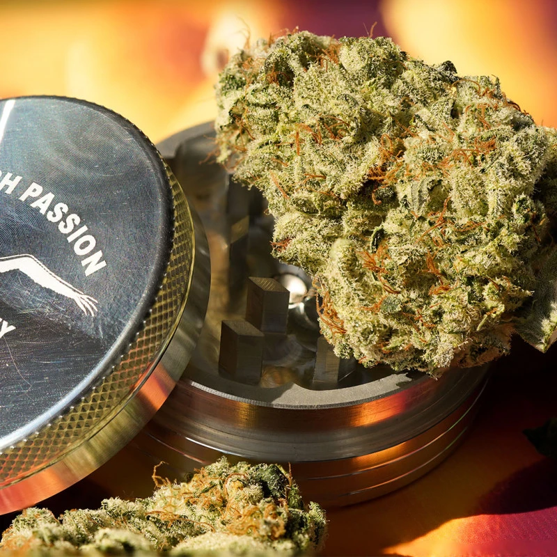 Dutch Passion - Melonade Runtz (fem.)