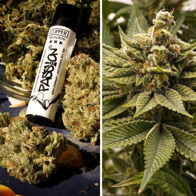 Dutch Passion - Melonade Runtz (fem.)