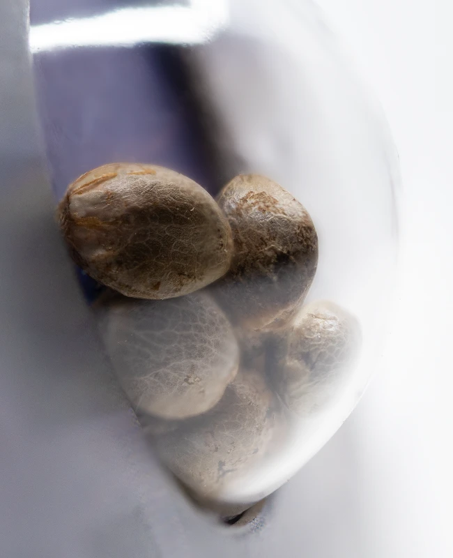 Sensi Seeds - Sensi Skunk Automatic (auto/fem.) 🏆