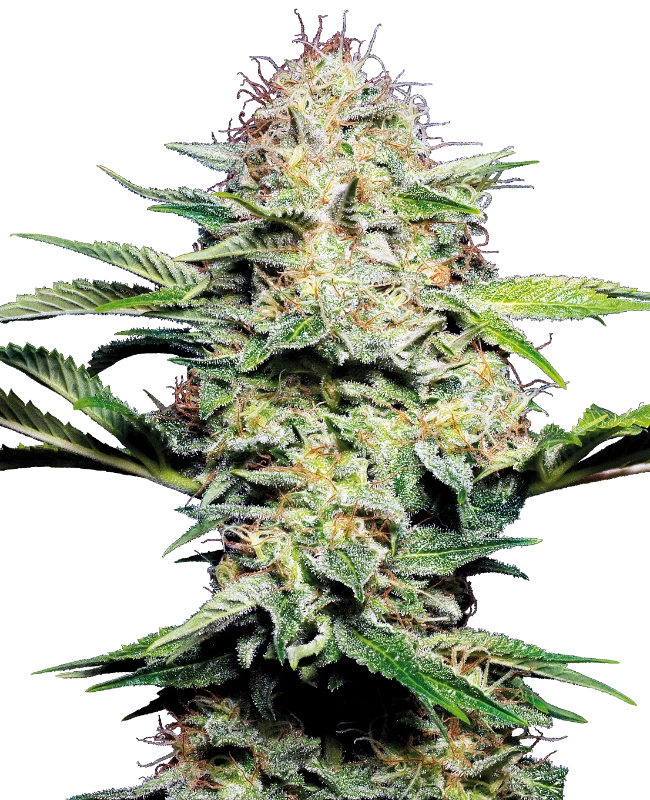 Sensi Seeds - Sensi Skunk Automatic (auto/fem.) 🏆