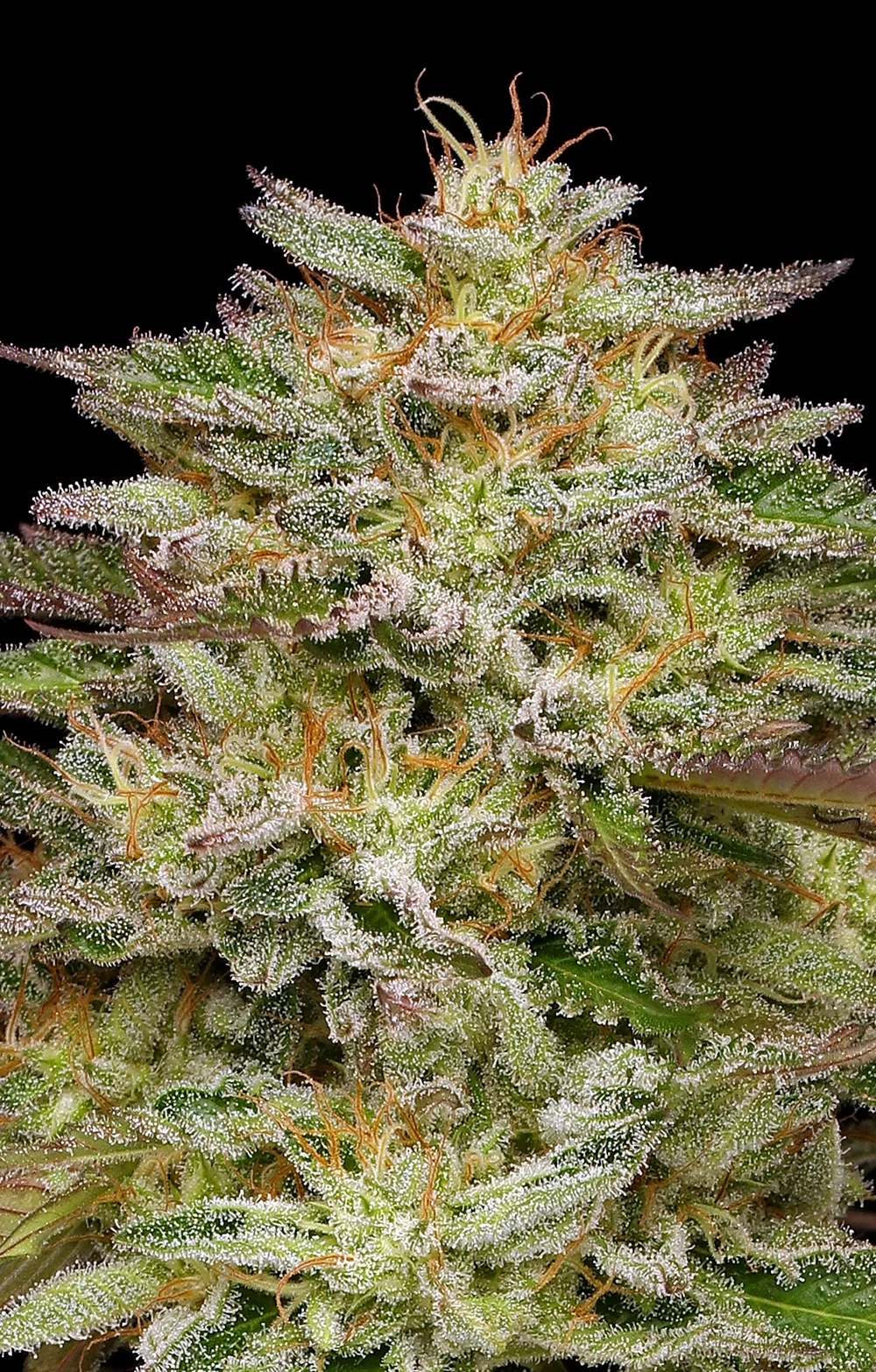 Humboldt Seed Company - Golden Sands (fem.) 🇺🇸