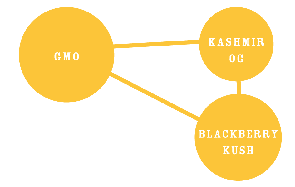 Humboldt Seed Company - Golden Sands (fem.) 🇺🇸