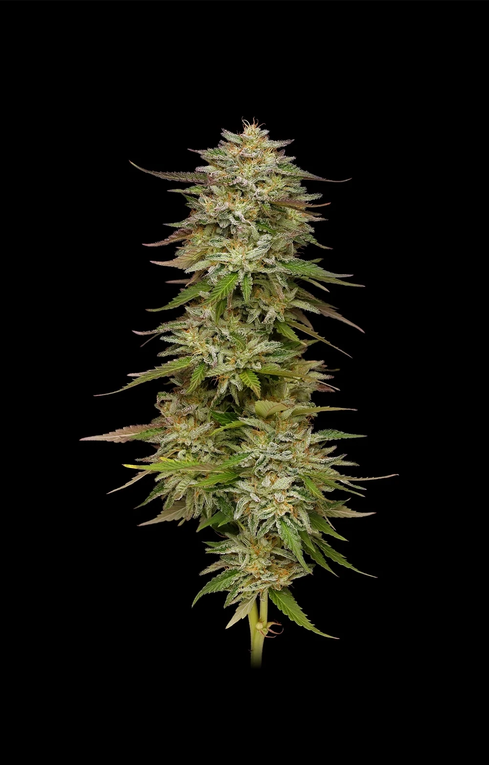 Humboldt Seed Company - Golden Sands (fem.) 🇺🇸