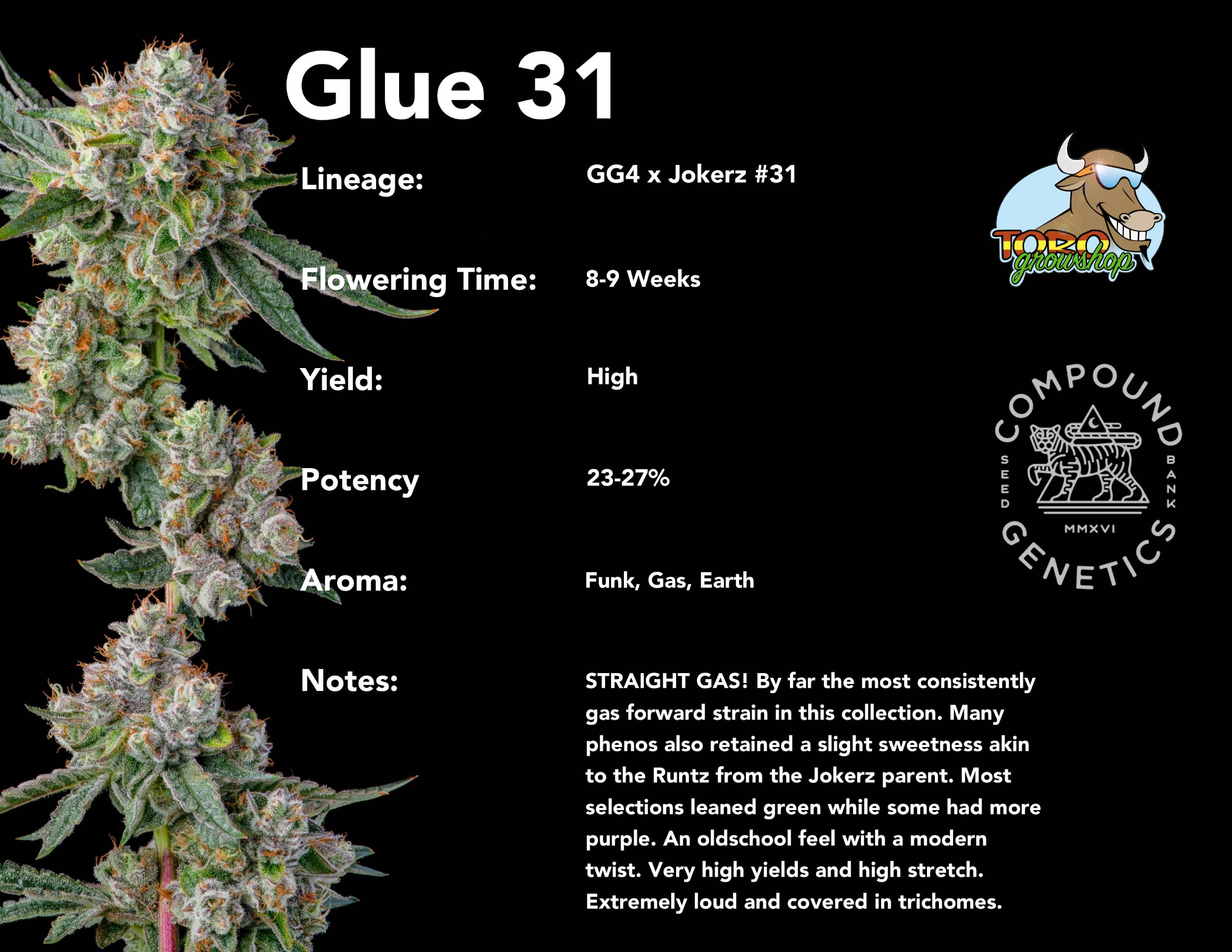 Compound Genetics - Glue 31 (fem.) Compound Genetics - Glue 31 (fem.)