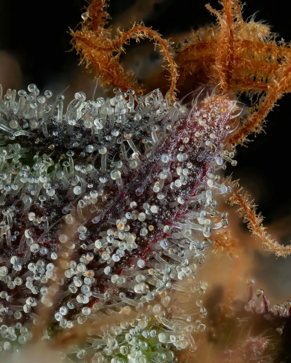 Compound Genetics - Strawberry Skrilla (fem.)