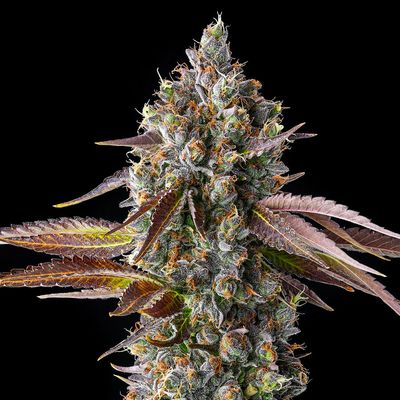 Compound Genetics - Strawberry Skrilla (fem.) 09857
