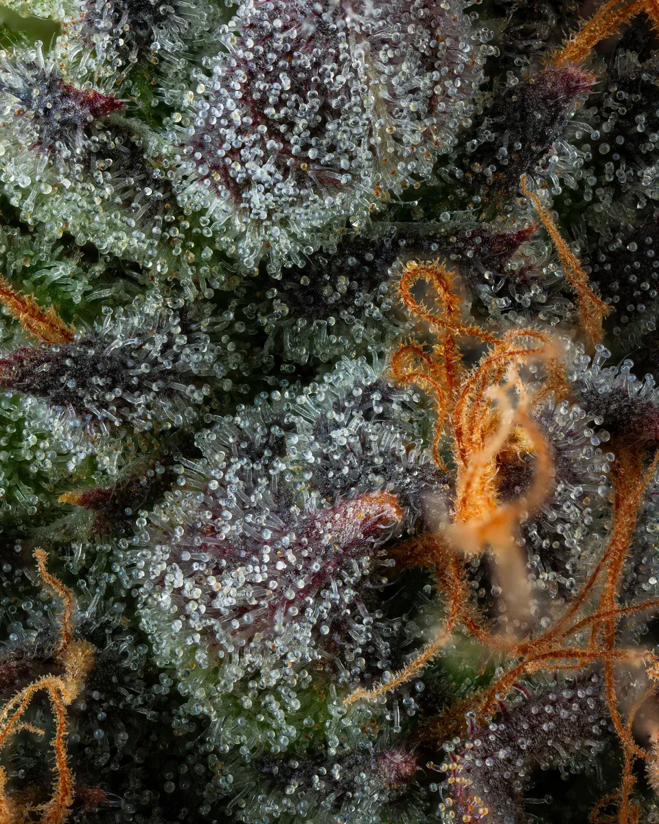 Compound Genetics - Strawberry Skrilla (fem.)