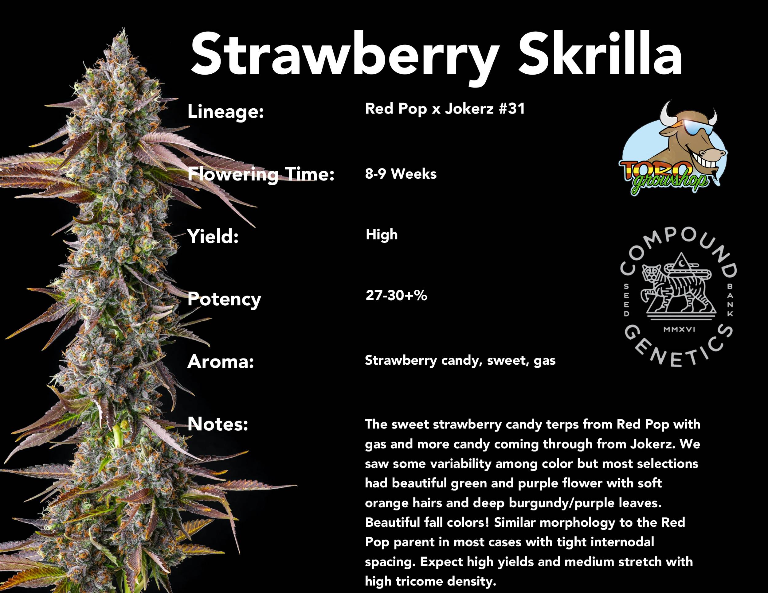 Compound Genetics - Strawberry Skrilla (fem.)