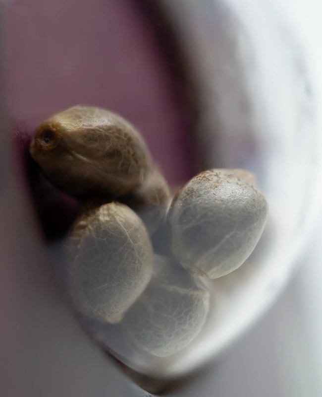 Sensi Seeds - Early Skunk (fem.) 🏆