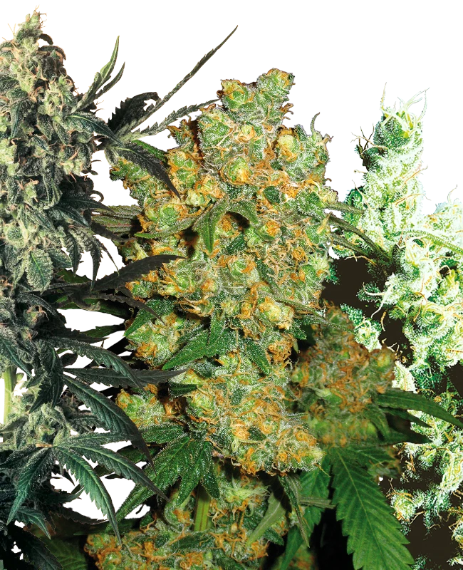 Sensi Seeds - Feminized Mix (Fem.)