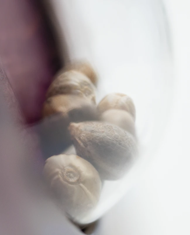 Sensi Seeds - Jack Flash #5 (fem.) Sensi Seeds - Jack Flash #5 (fem.)