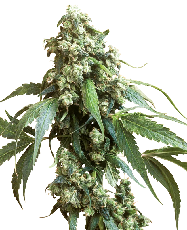 Sensi Seeds - Jack Flash #5 (fem.) Sensi Seeds - Jack Flash #5 (fem.)