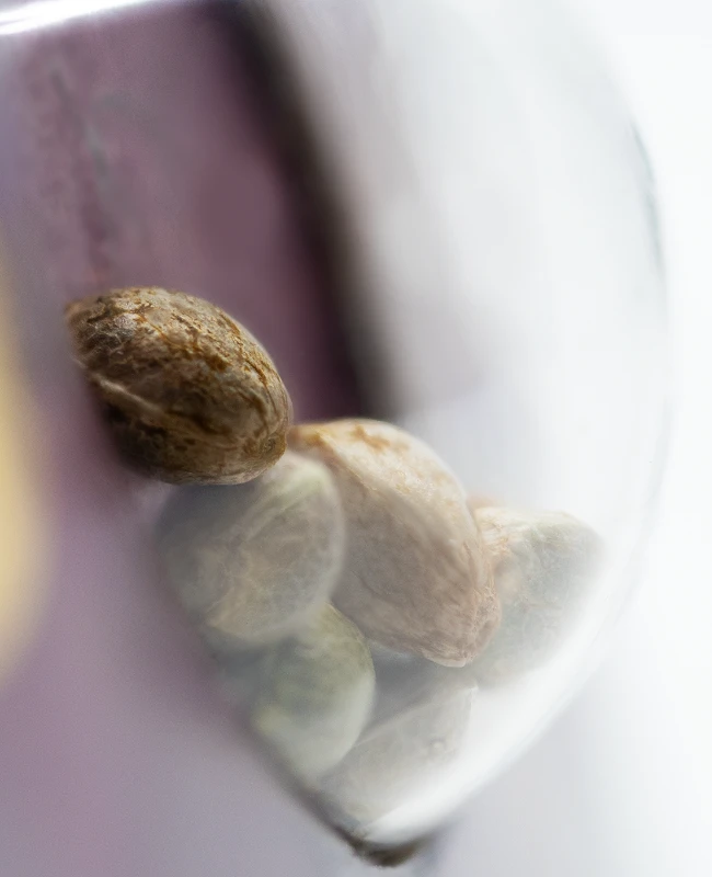 Sensi Seeds - Northern Lights #5 x Haze (fem.) 🏆