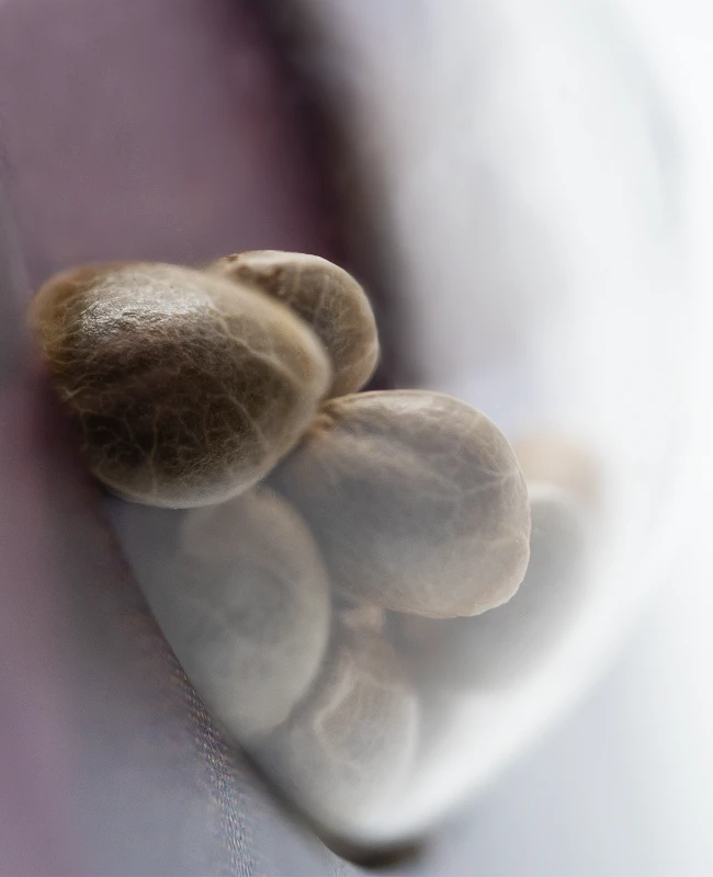 Sensi Seeds - Shiva Skunk (fem.) 🏆