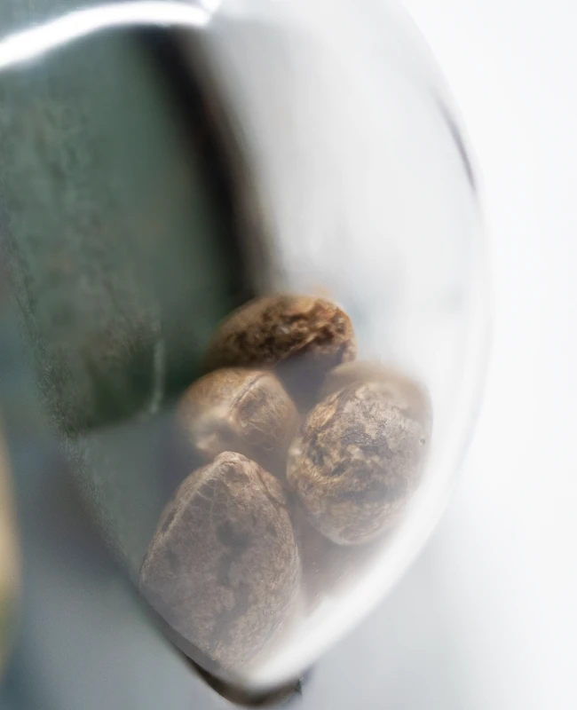 Sensi Seeds - Skunk Kush (fem.)