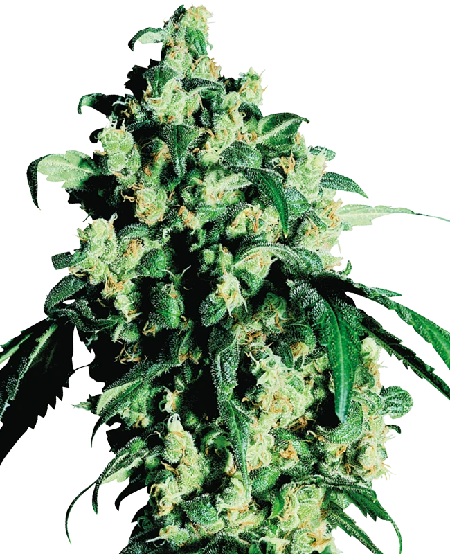 Sensi Seeds - Super Skunk (fem.)