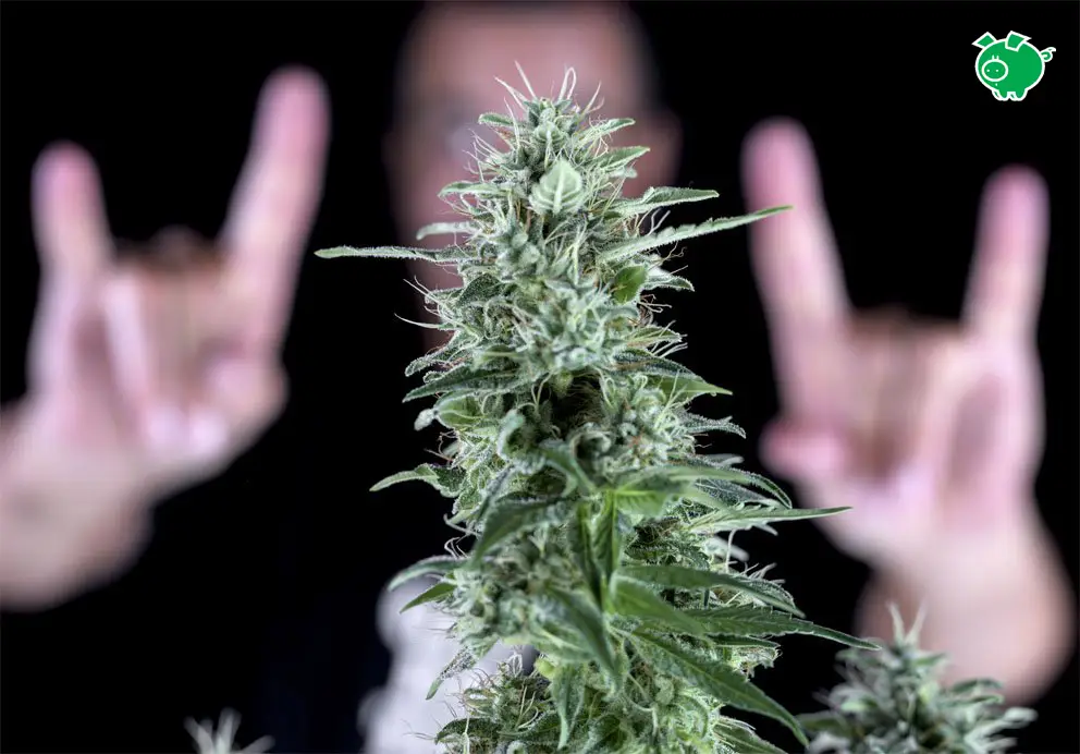 Genehtik Seeds - Kritikal Bilbo (fem.) 🏆