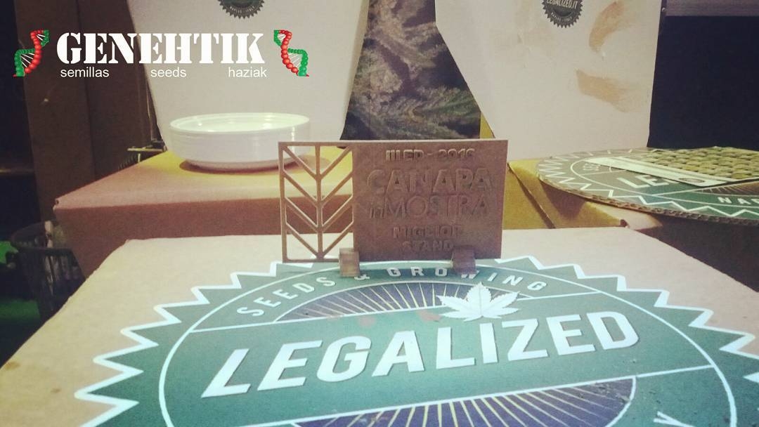 Genehtik Seeds - Kritikal Bilbo Auto (auto/fem.) Genehtik Seeds - Kritikal Bilbo Auto (auto/fem.)