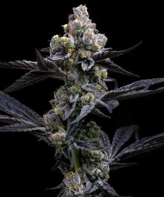 Barney's Farm - Garlic Cookies (fem.) 10753