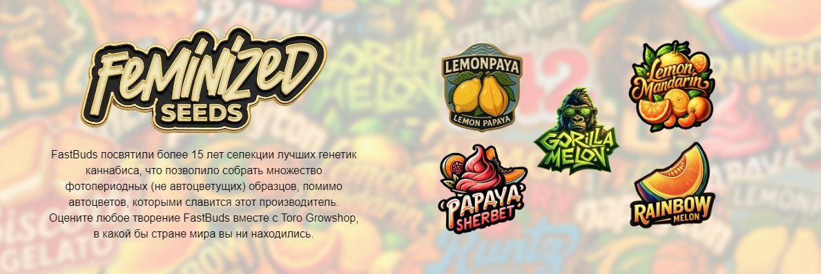 FastBuds - Z42 (fem.)