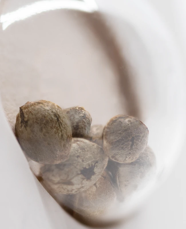 White Label Seeds - Purple Bud Automatic (auto/fem.) White Label Seeds - Purple Bud Automatic (auto/fem.)