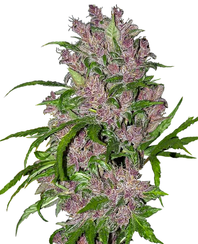White Label Seeds - Purple Bud Automatic (auto/fem.) White Label Seeds - Purple Bud Automatic (auto/fem.)