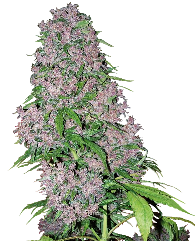 White Label Seeds - Purple Bud (fem.)