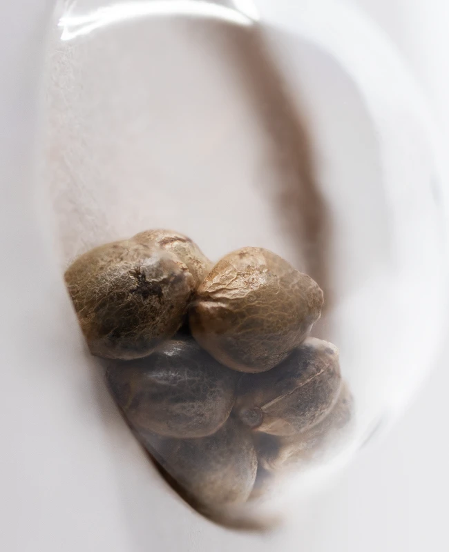 White Label Seeds - Purple Bud (fem.)