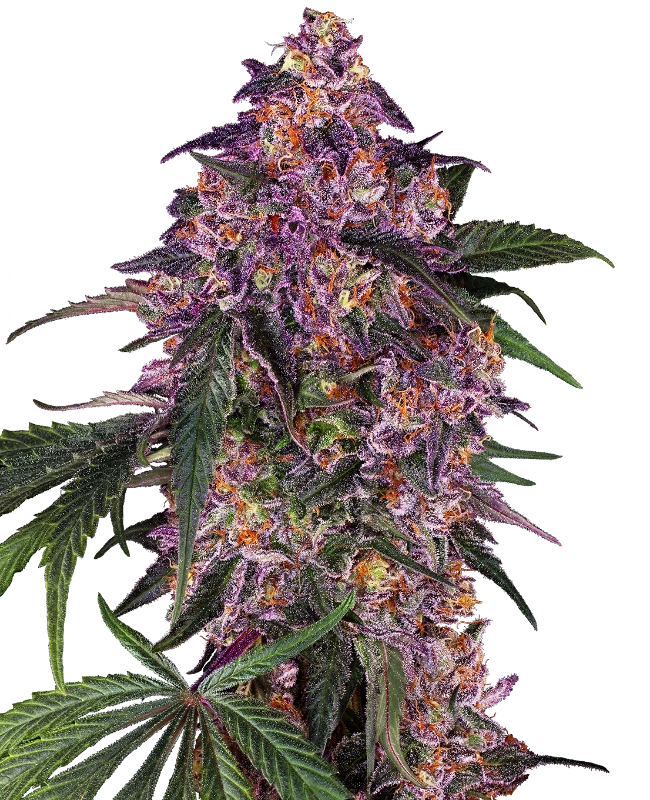 Sensi Seeds - Sensi Purple Kush (fem.) Sensi Seeds - Sensi Purple Kush (fem.)