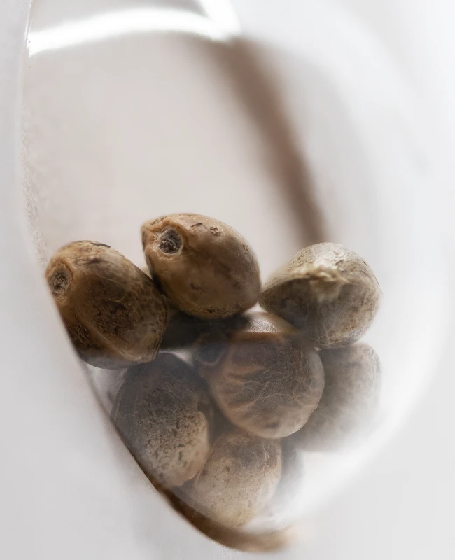 White Label Seeds - White Skunk Automatic (auto/fem.) White Label Seeds - White Skunk Automatic (auto/fem.)