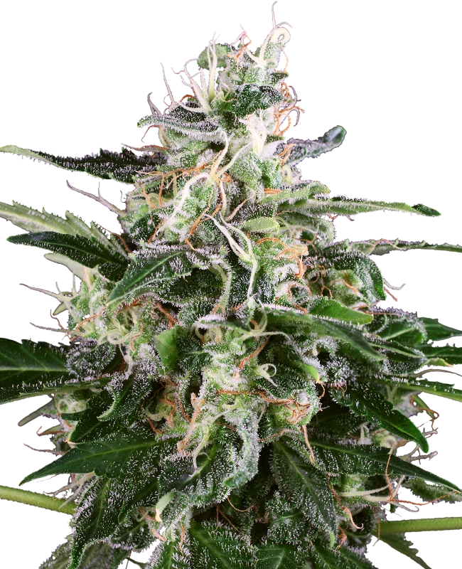 White Label Seeds - White Skunk Automatic (auto/fem.) White Label Seeds - White Skunk Automatic (auto/fem.)