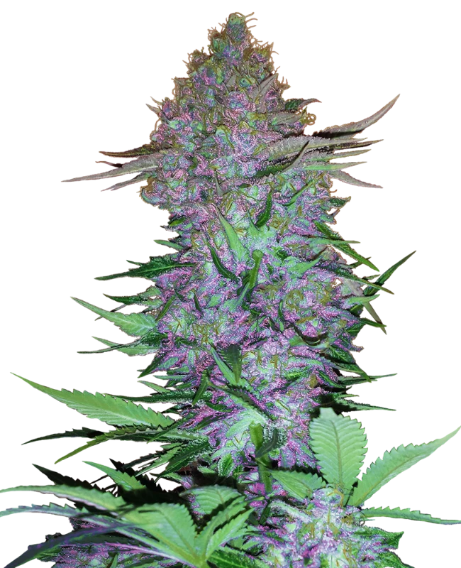 Sensi Seeds - Purple Skunk Automatic (auto/fem.)