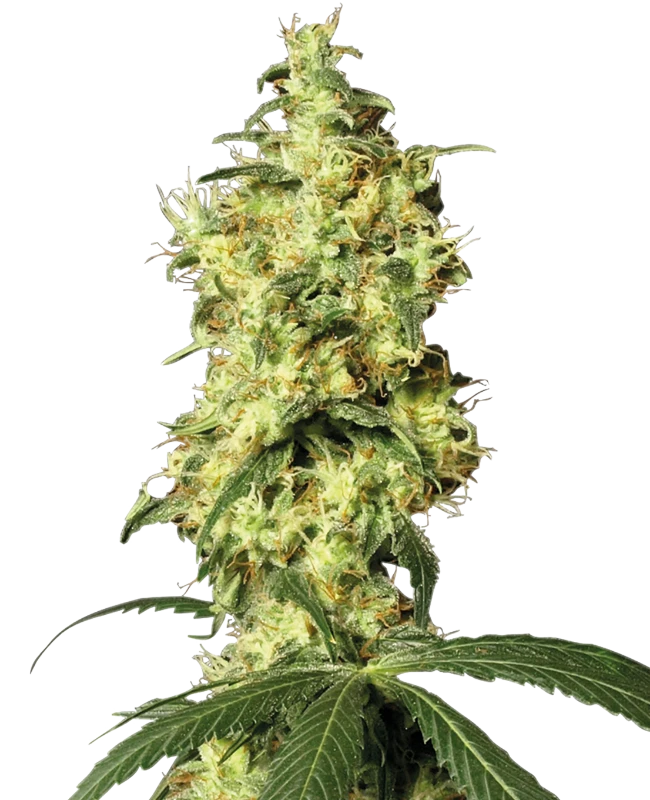 White Label Seeds - White Widow Automatic (auto/fem.)