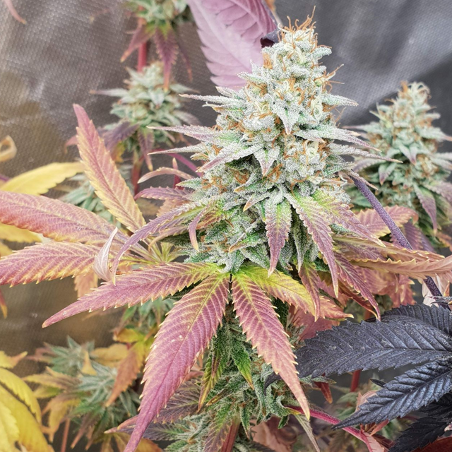 Original Sensible Seeds - Pink Rozay (fem.) Original Sensible Seeds - Pink Rozay (fem.)