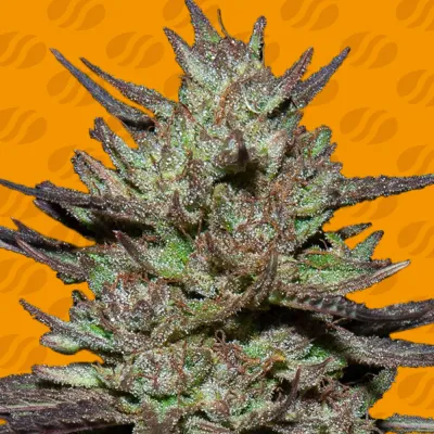 Original Sensible Seeds - Pink Rozay (fem.) 11001