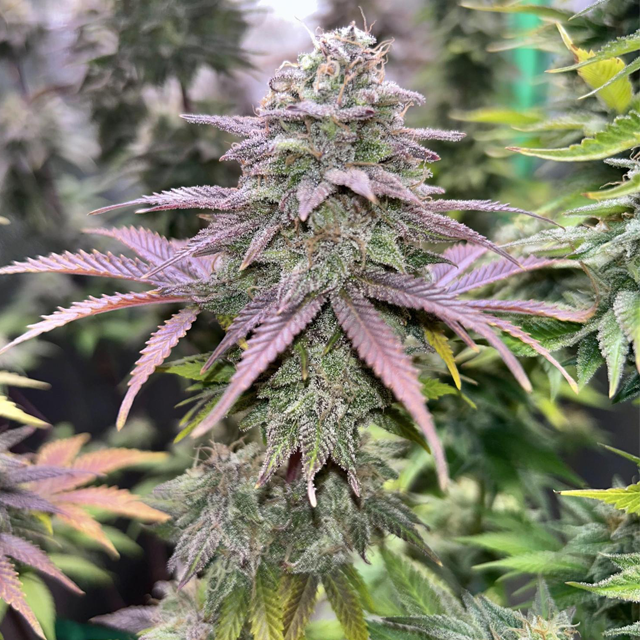Original Sensible Seeds - Pink Rozay (fem.) Original Sensible Seeds - Pink Rozay (fem.)